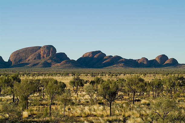 австралия, nt, olgas - aborigine grass family australia indigenous culture стоковые фото и изображения