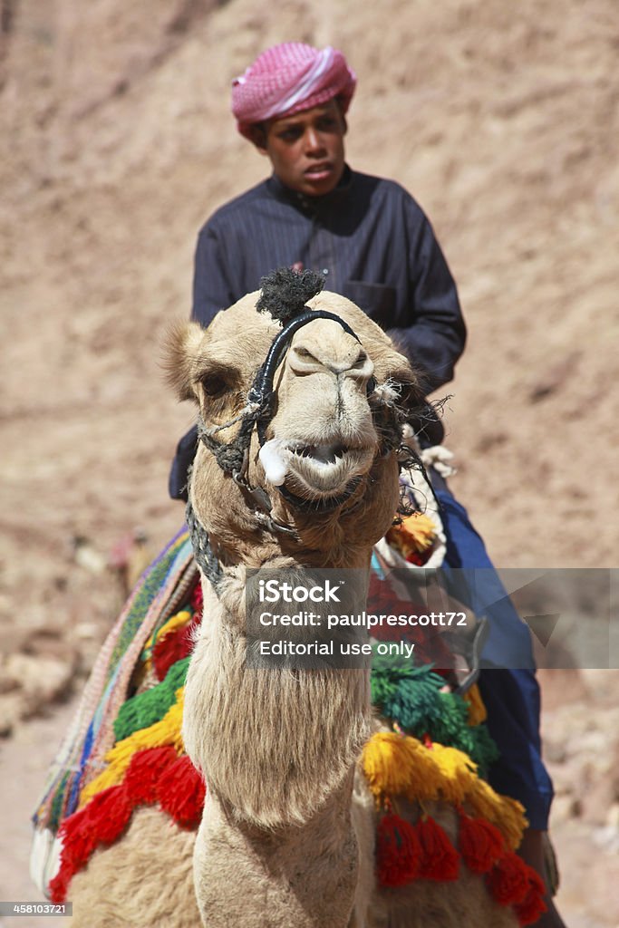 camel guide "Mount Sinai, Egypt - February 5, 2011: Camel guide climbing to Mount Sinai on February 5, 2011 in St Catherine's district, Egypt. Camels are often used to assist fatigued tourists climbing the 2285m summit." Mt Sinai Stock Photo