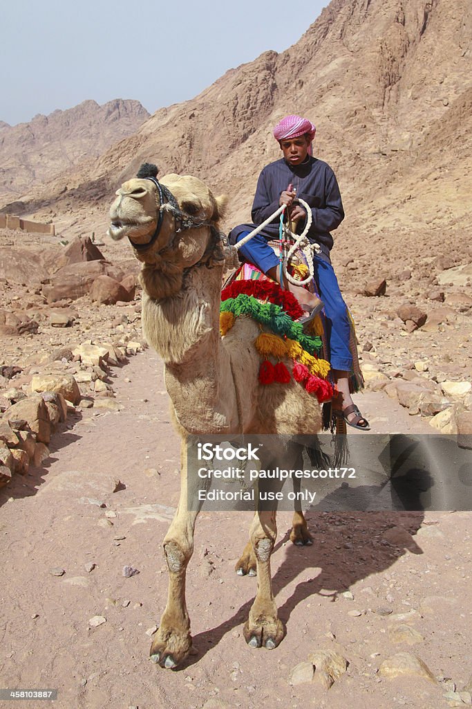 Guia de camelo - Royalty-free Egito Foto de stock