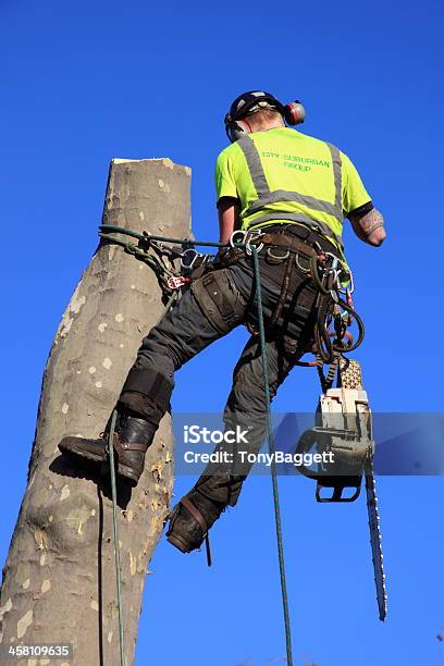 Arborista - Fotografie stock e altre immagini di Rimuovere - Rimuovere, Albero, Arborista