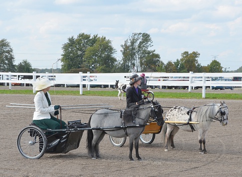 Ancaster, Ontario, Canada - September 25, 2011: Two unidentified females on miniature horse drawn carriages compete during the Pleasure Driving competition at the yearly Ancaster Fair in Ancaster, Ontario, Canada