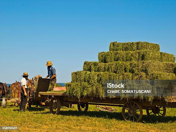 Amish Farmers Stock Photo - Download Image Now - Agriculture, Amish, Cereal Plant