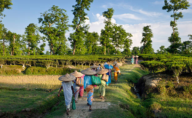 Tea pickers returning after a day's work, Jorhat, Assam, India "Jorhat, India - August 25, 2011: Women tea leaf pickers returning after a day's work on the plantation." assam india stock pictures, royalty-free photos & images