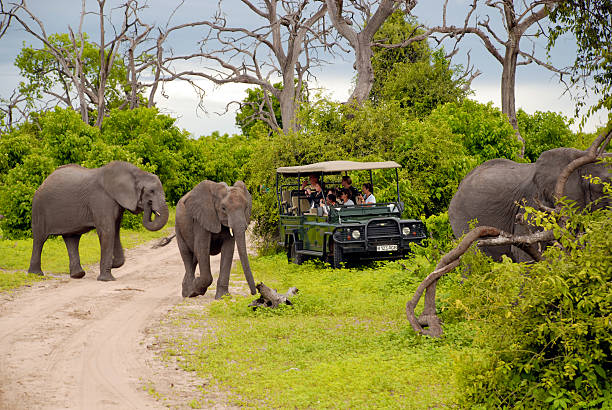 Elephant safari(Botswana) "Chobe, Botswana -  January 6, 2008: Tourists on safari game drive with the elephants  in the bush of the Chobe National Park , Botswana." botswana stock pictures, royalty-free photos & images