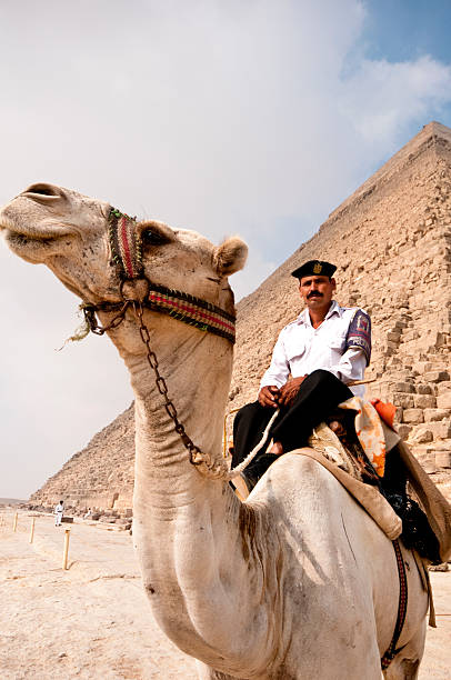 верблюд, установленным египетский policeman перед khafre пирамида. - mounted guard стоковые фото и изображения
