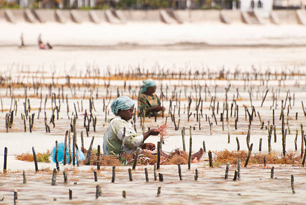 zanzibar. donna raccogliendo algas - africa agriculture zanzibar industry foto e immagini stock