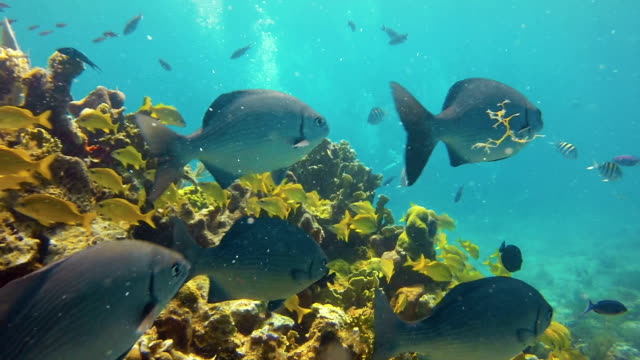 Caribbean fish on a reef.
