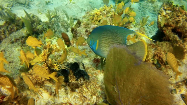 Adult Angelfish close up, caribbean sea.