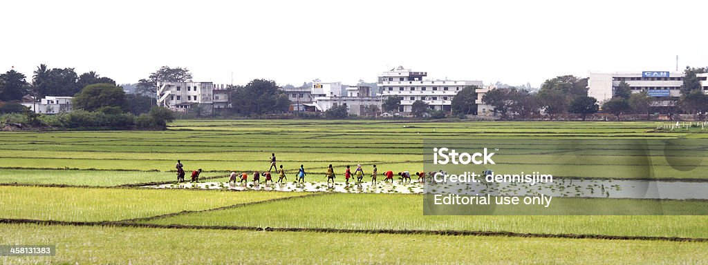 Indian agricultores trabajo en campo de arroz - Foto de stock de Adulto libre de derechos