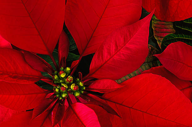 istock Poinsettia flower 458134775