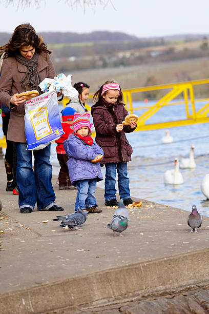Bird Feeding "Remich, Luxembourg - March 12, 2011: Many families with children to feed the swans and other birds on the shore of the river Moselle, a favorite destination on weekends. In the background  the the German side(by Nennig)." remich stock pictures, royalty-free photos & images
