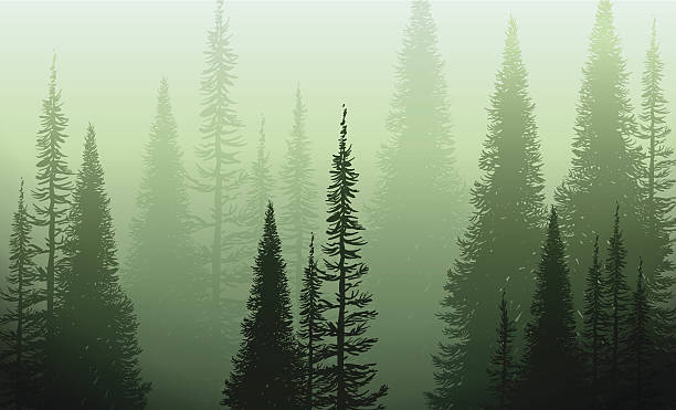 bäume in die grüne nebel - wald stock-grafiken, -clipart, -cartoons und -symbole
