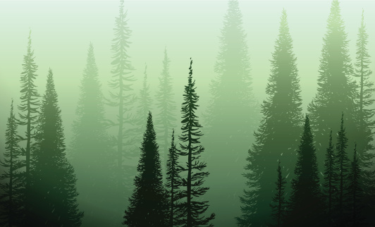 Trees In The Green Mist