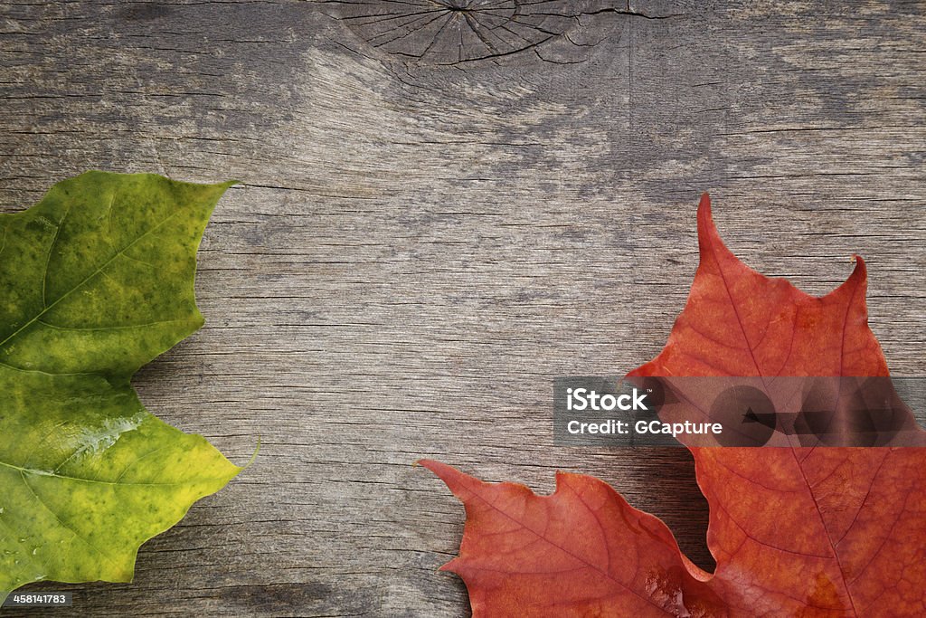 Herbst Ahorn Blätter auf Holz Oberfläche - Lizenzfrei Ahorn Stock-Foto