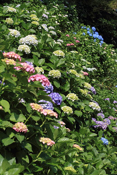 istock hydrangea at Jouju-in temple, Kamakura 458142945