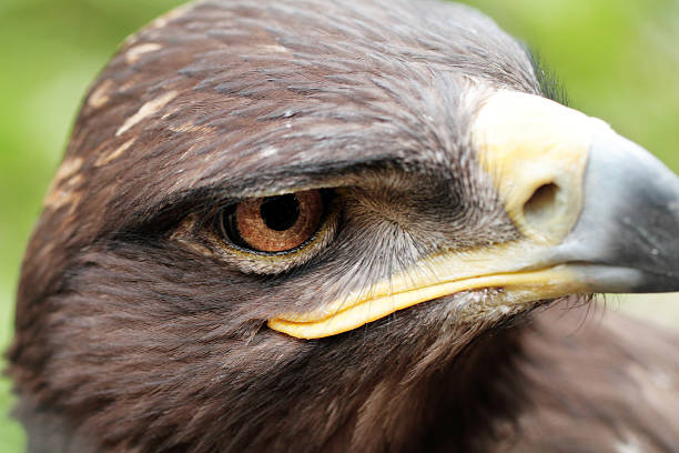 Steppe Eagle The Steppe Eagle is a bird of prey steppe eagle aquila nipalensis detail of eagles head stock pictures, royalty-free photos & images
