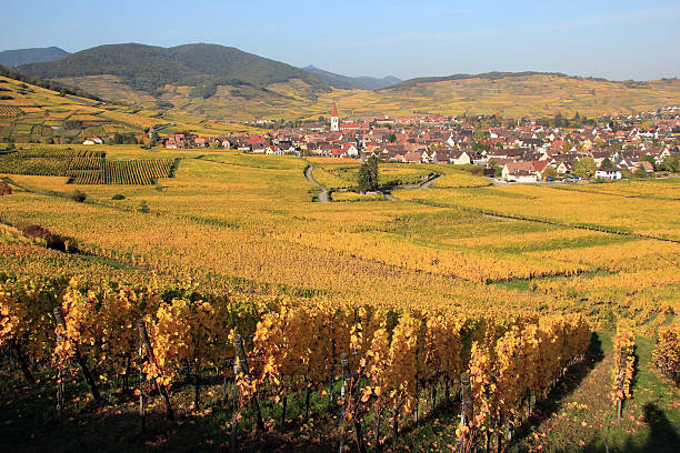 istock Vineyard of Alsace in Ammerschwihr 458146237