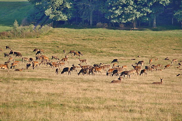 istock Resting deers in the countryside 458146461