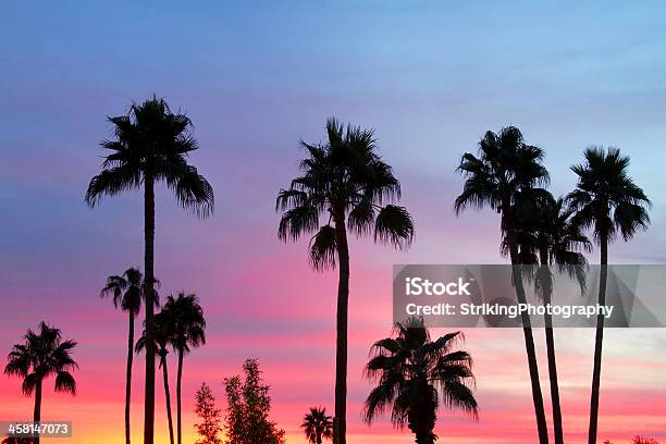 Paradise Palm Tree Sunset Sky Stock Photo - Download Image Now - Arizona, Palm Tree, Scottsdale - Arizona