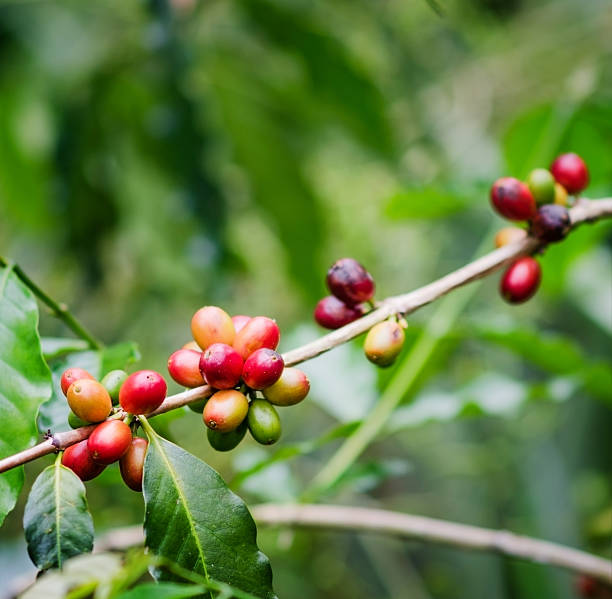 istock Coffee beans on the branch 458147333