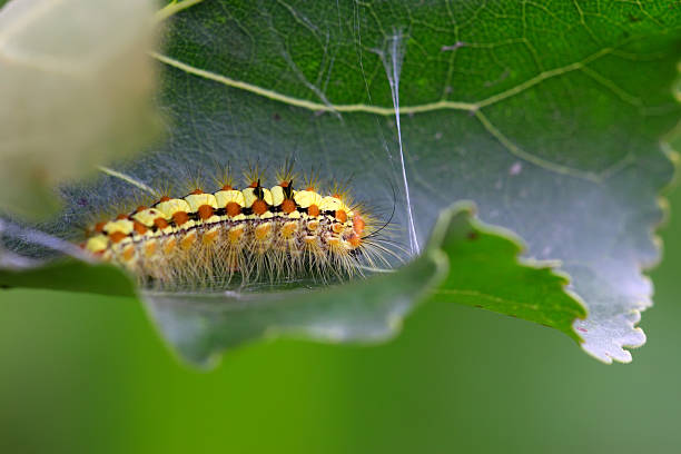 istock caterpillar on the plant stem 458148327