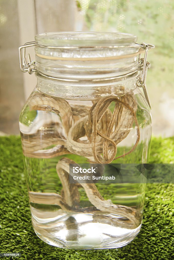 Snakes pickled in a jar Animal Stock Photo