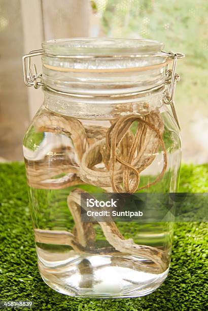 Snakes Pickled In A Jar Stock Photo - Download Image Now - Animal, Backgrounds, Biology
