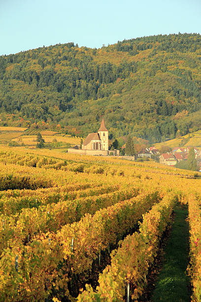 istock Vineyard of Alsace in Hunawihr 458149613