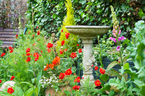 Stone bird bath in summer bedding flowers with an ivy covered fence in the background.