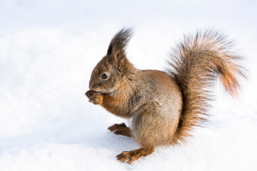 Red squirrel with a bushy tail sits on snow and gnaws a nut