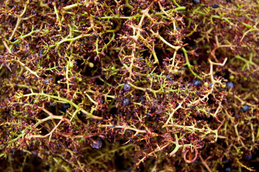 Grapes residues after harvest