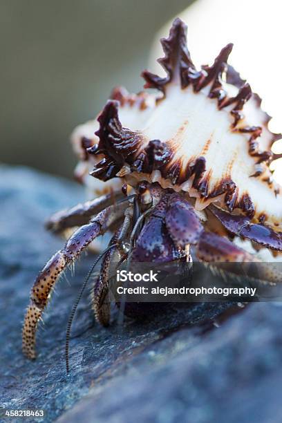 Hermit Crab Stock Photo - Download Image Now - Animal, Animal Antenna, Animal Body Part