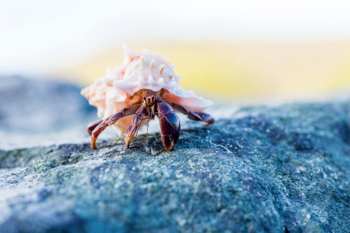 Hermit crab crawling around on the beach