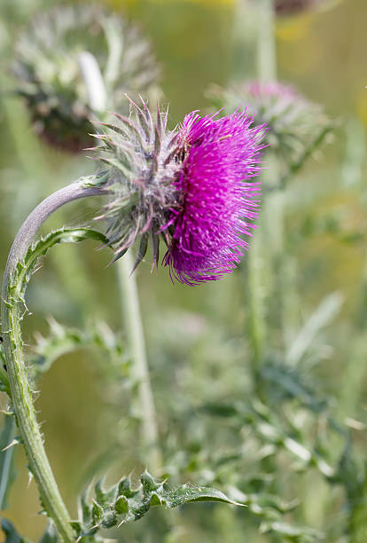 Musk or Nodding Thistle (Carduus nutans) Tall biennial to 1,5m, stem winged below, white cottony . Leaves deeply pinnately-lobed, the lobes spine-toothed, woolly on the raised veins beneath. Flower-heads  bright reddish-purple, large, 30-50mm, half nodding, solitary or several together, borne on non-spiny stalks; outer flower-bracts strongly recurved. millingerwaard stock pictures, royalty-free photos & images