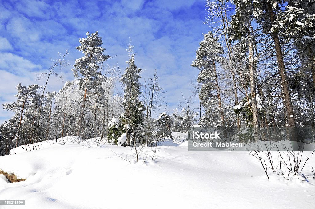 Winter Forest on a sunny midday. Agricultural Field Stock Photo