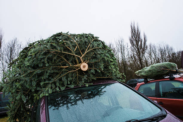 istock Big Christmas tree on top of car 458218887