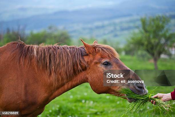 Pferd Essen Gras Stockfoto und mehr Bilder von Agrarbetrieb - Agrarbetrieb, Baum, Berg