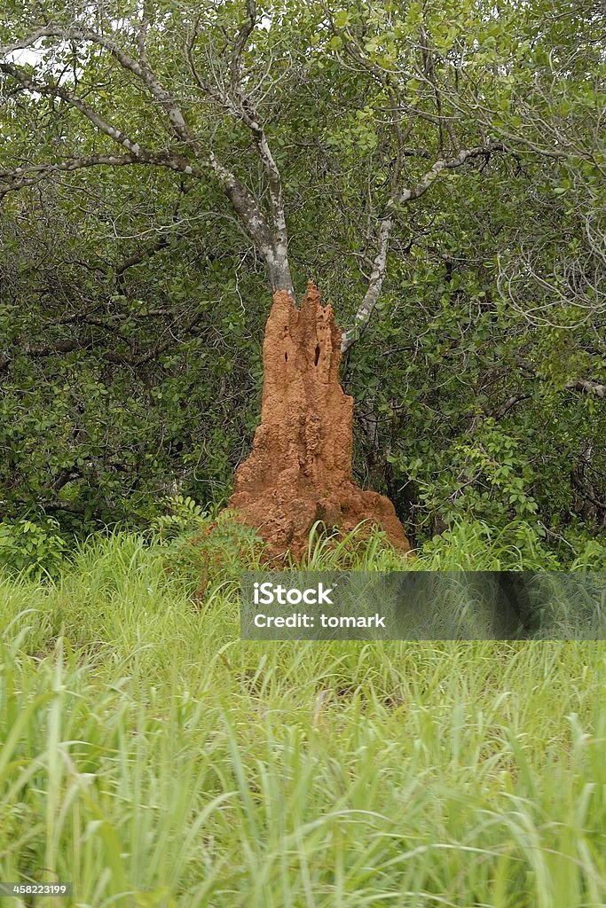 Termitero - Foto de stock de Aire libre libre de derechos