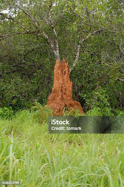 Termitero Foto de stock y más banco de imágenes de Aire libre - Aire libre, Bosque pluvial, Colmena