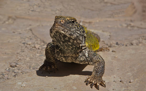 istock Uromastyx geyri 458223463
