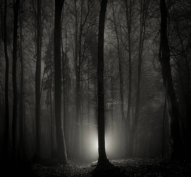 istock Dark scary night forest shot with mysterious light 458223961