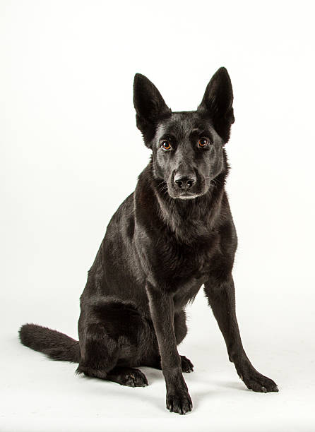 istock Black German shepherd sitting looking at you in studio 458227153