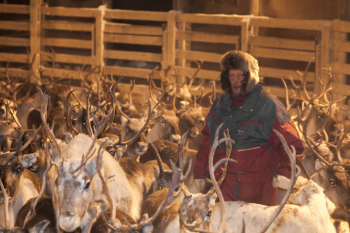 Inari, Finland - November 16, 2012: Sami reindeer herders get ready to grab the cattle in Lapland, close to the village of Inari. This is a traditional practice that has been ongoing since the 17th century.