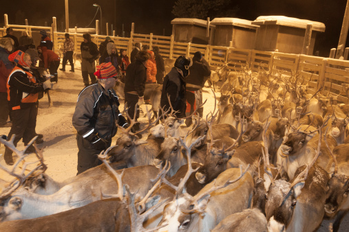 Inari, Finland - November 16, 2012: Sami reindeer herders get ready to grab the cattle in Lapland, close to the village of Inari. This is a traditional practice that has been ongoing since the 17th century.