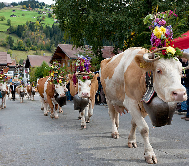 소, 꽃 장식 및 종소리 도보여행에 타운명을 - editorial europe flower cattle 뉴스 사진 이미지