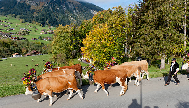 simmental 牛と花の装飾を歩けば山 - switzerland cow bell agricultural fair agriculture ストックフォトと画像