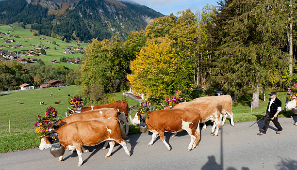 simmental 소, 꽃 장식 걷기 침울 산 - editorial europe flower cattle 뉴스 사진 이미지