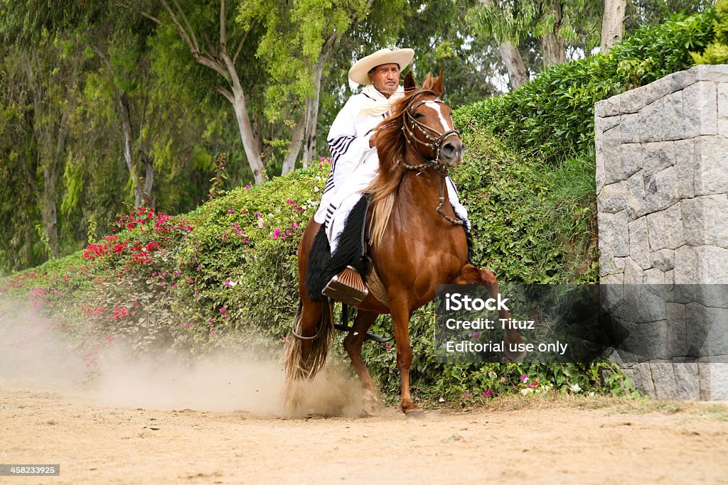 Peruano Paso demostration caballos - Foto de stock de Personas libre de derechos