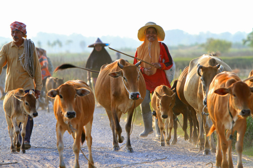 Nakhon Si Thammarat, Thailand - February 18, 2011: Unidentified cattle breeders  lead their herds of castles back to the corral in Nakhon Si Thammarat, Thailand.