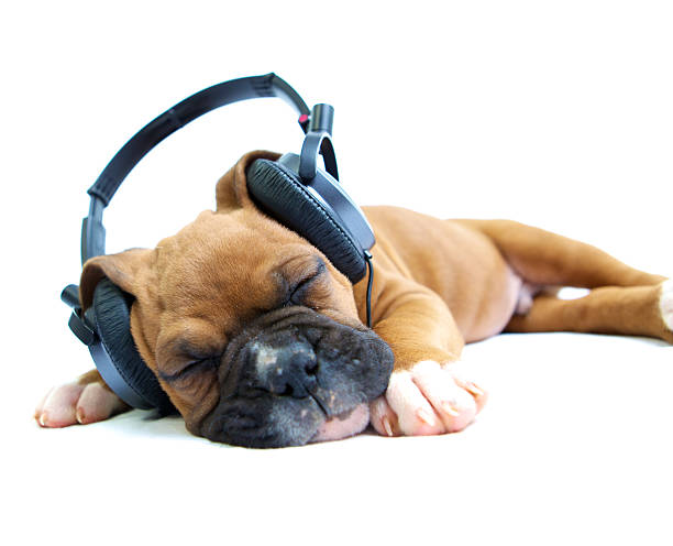 istock Puppy Music 458236957